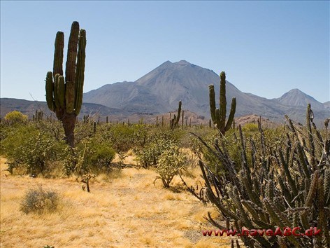 Jorden kaktus og sukkulenter