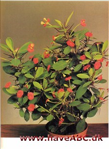 Kristi - Euphorbia milii †