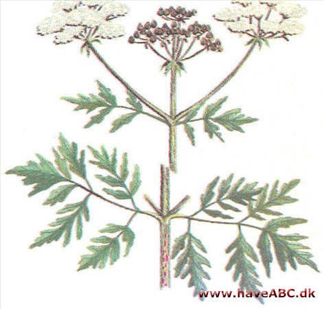 Skarntyde - maculatum