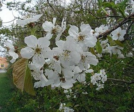 Kirsebær, søde - fugle-kirsebær - Prunus avium
