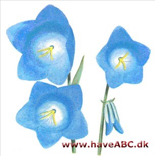 Karpaterklokke - Campanula carpatica Karpaterklokke - Campanula carpatica