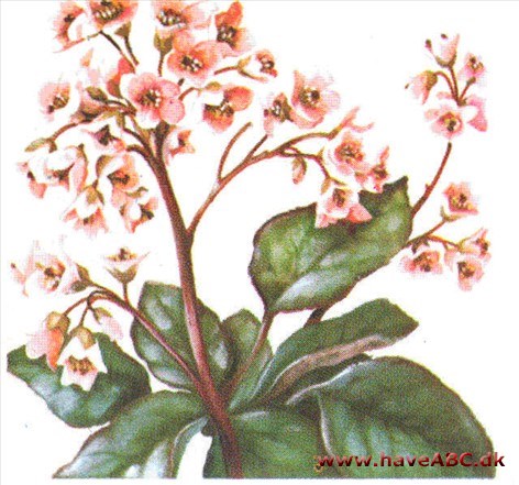 Kæmpestenbræk - Bergenia Kæmpestenbræk - Bergenia
