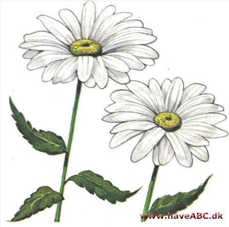 Okseøje, hvid - Chrysanthemum leucanthemum Okseøje, hvid - Chrysanthemum leucanthemum