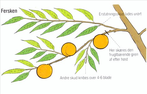 - Prunus persica