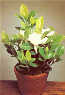 Gardenia - jasminoides